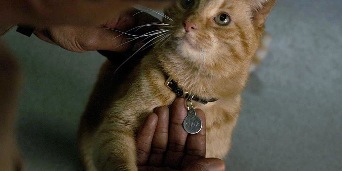 Captain Marvel'ın Kedisinin Adı Neydi?