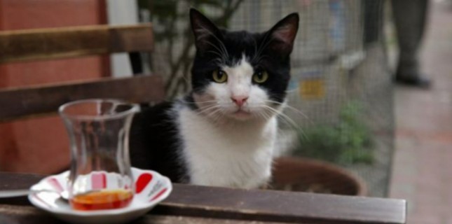 MUBI'de İzleyebileceğiniz Birbirinden Güzel Belgeseller