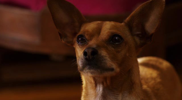 Beverly Hills Chihuahua 2 fotoğrafı