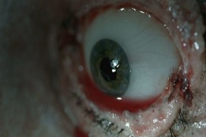 Kristalin Gözleri fotoğrafı