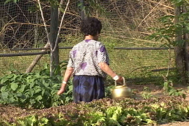 Lady Camellia Fotoğrafı