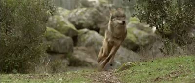 Among Wolves fotoğrafı