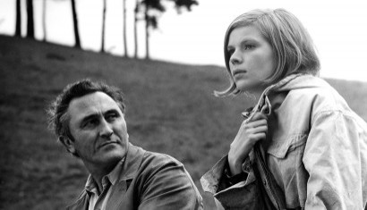 Die Taube Auf Dem Dach fotoğrafı