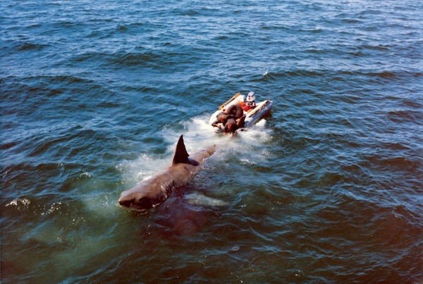 Jaws fotoğrafı