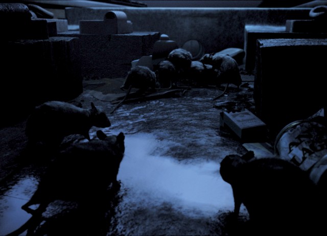 One Rat Short Fotoğrafı