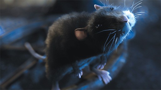 One Rat Short Fotoğrafı