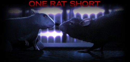 One Rat Short Fotoğrafı