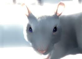 One Rat Short fotoğrafı