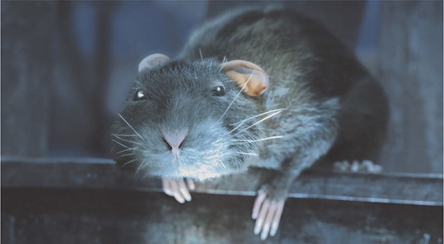 One Rat Short fotoğrafı