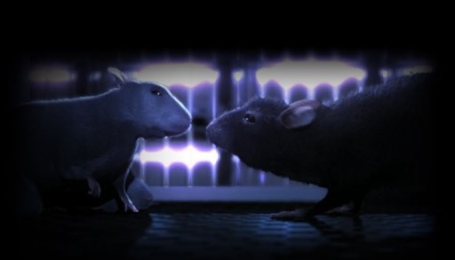 One Rat Short fotoğrafı