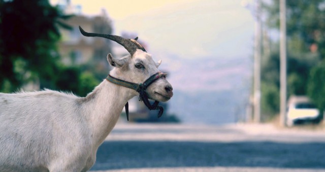 Memleket Meselesi fotoğrafı