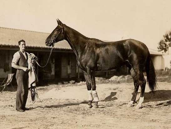 Phar Lap fotoğrafı