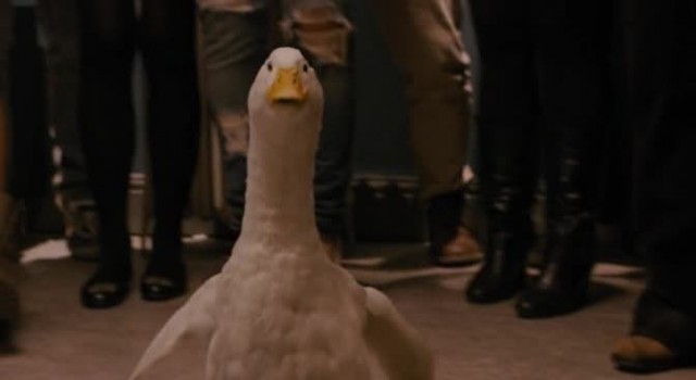 Ayı Teddy Fotoğrafı