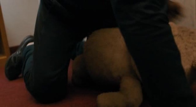 Ayı Teddy Fotoğrafı