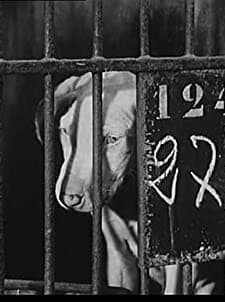Mon Chien (1955) afişi