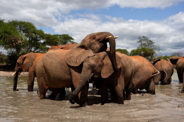 Born To Be Wild fotoğrafı