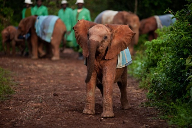 Born To Be Wild Fotoğrafı