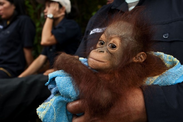 Born To Be Wild Fotoğrafı