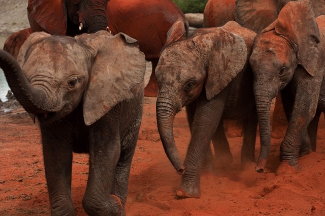 Born To Be Wild Fotoğrafı