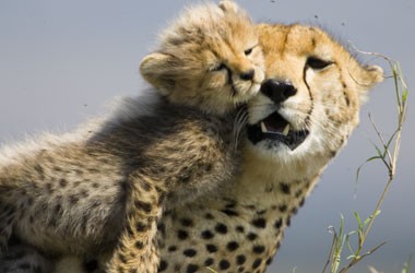 Big Cat Diary fotoğrafı