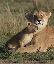 Big Cat Diary (1996) afişi