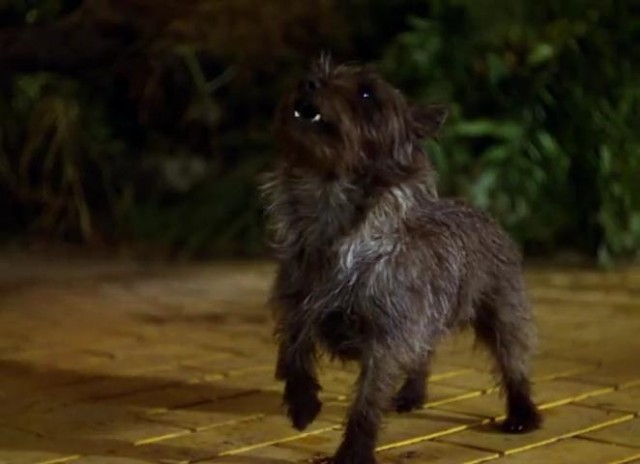 Oz Büyücüsü Fotoğrafı