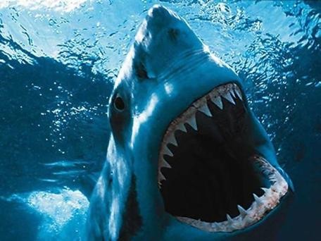 Shark Attack Fotoğrafı