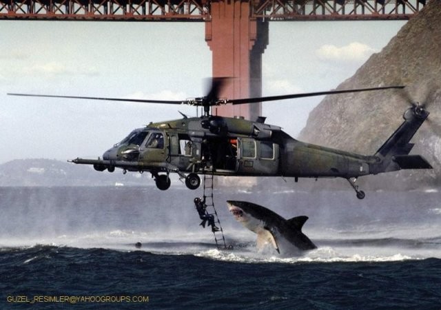 Shark Attack fotoğrafı