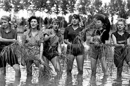 Acı Pirinç fotoğrafı