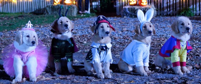 Spooky Buddies Fotoğrafı