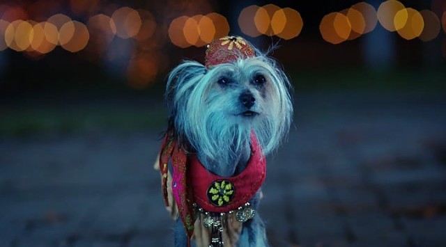 Spooky Buddies Fotoğrafı