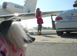 The Gold & The Beautiful fotoğrafı