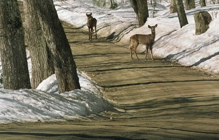 Deer Season fotoğrafı