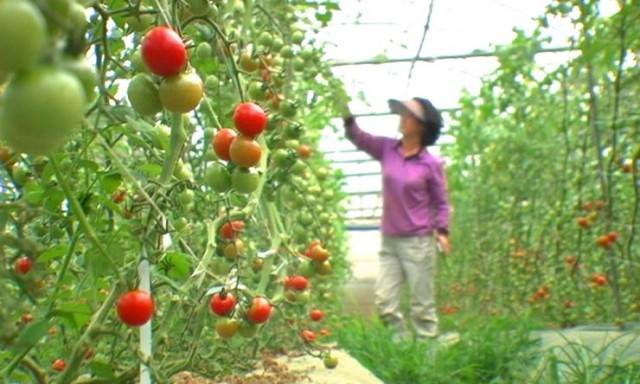 The Farmer's Song fotoğrafı