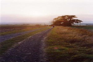Anemonenherz fotoğrafı