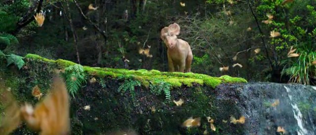 Dinozorlarla Yürümek Fotoğrafı
