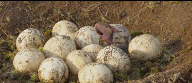 Dinozorlarla Yürümek Fotoğrafı
