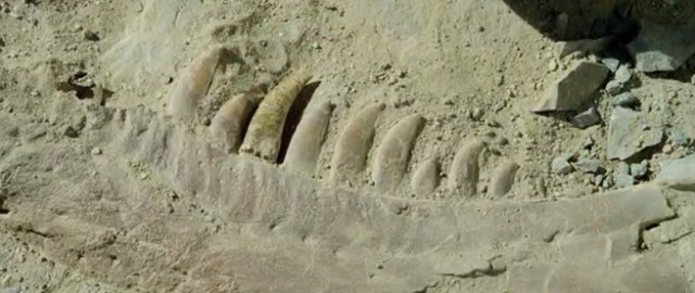 Dinozorlarla Yürümek Fotoğrafı