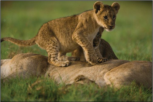 The Last Lions Fotoğrafı