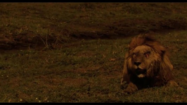 The Last Lions Fotoğrafı