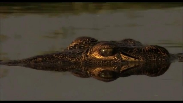 The Last Lions Fotoğrafı