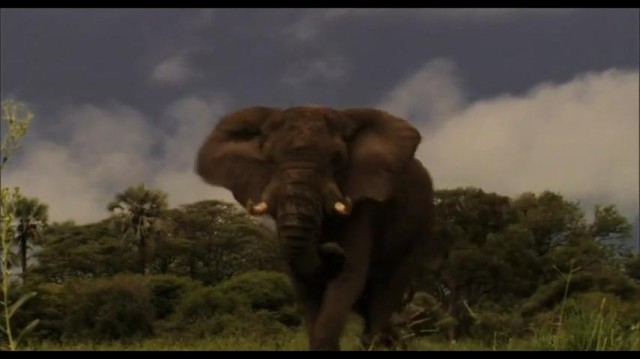 The Last Lions Fotoğrafı