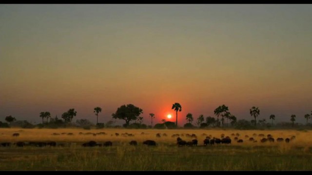 The Last Lions Fotoğrafı
