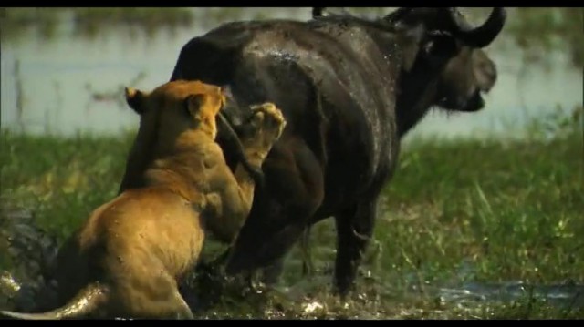 The Last Lions Fotoğrafı