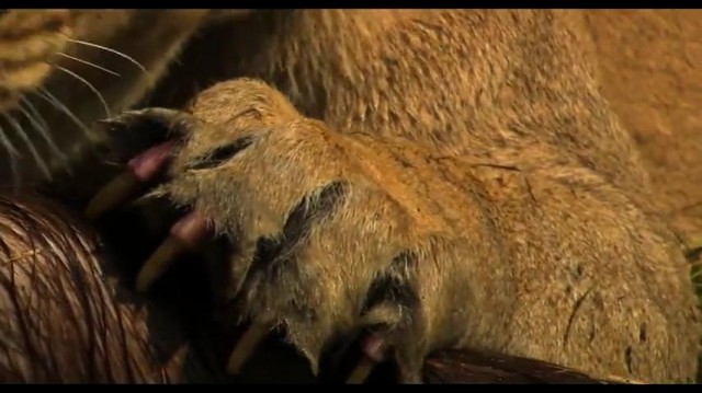 The Last Lions Fotoğrafı