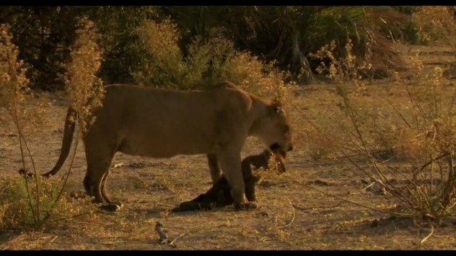 The Last Lions fotoğrafı