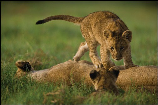 The Last Lions Fotoğrafı