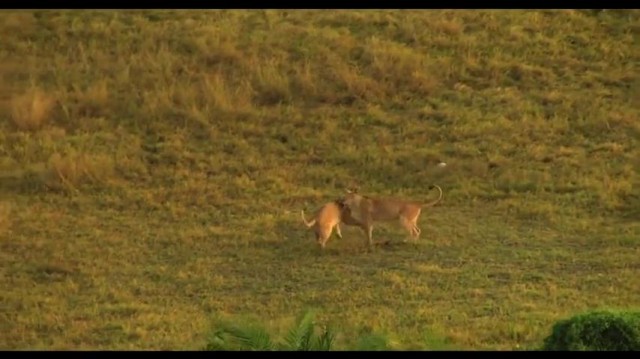The Last Lions Fotoğrafı