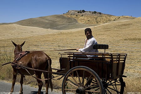 The Honey Killer fotoğrafı