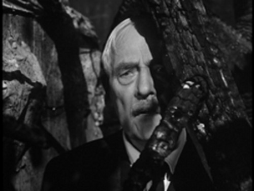 Yaban Çilekleri Fotoğrafı